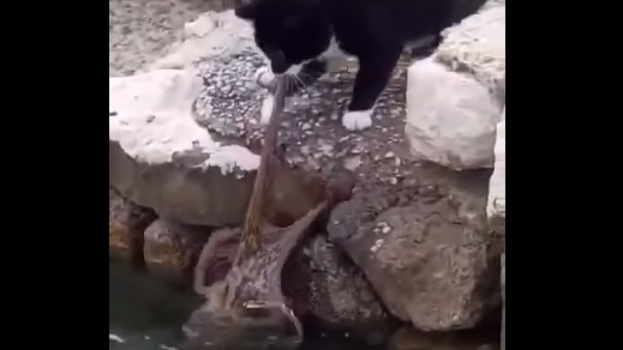 Mačka na Prviću pokušala uhvatiti hobotnicu, hobotnica je pobijedila