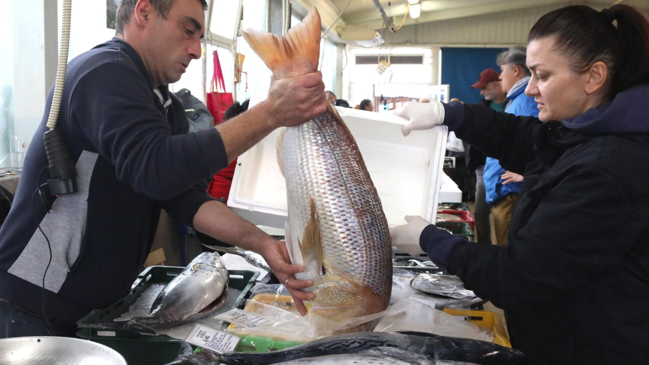 Kako kažu, jutros su na šibenskoj peškariji prodali najvećeg ovogodišnjeg 'Cara od rib': Otputovao je za Zagreb