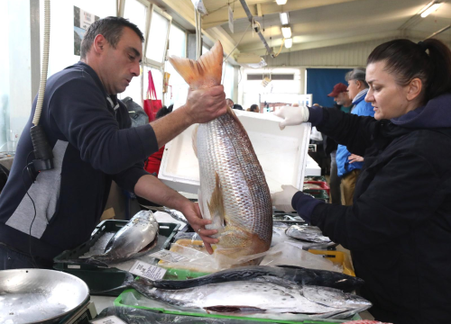 Kako kažu, jutros su na šibenskoj peškariji prodali najvećeg ovogodišnjeg 'Cara od rib': Otputovao je za Zagreb
