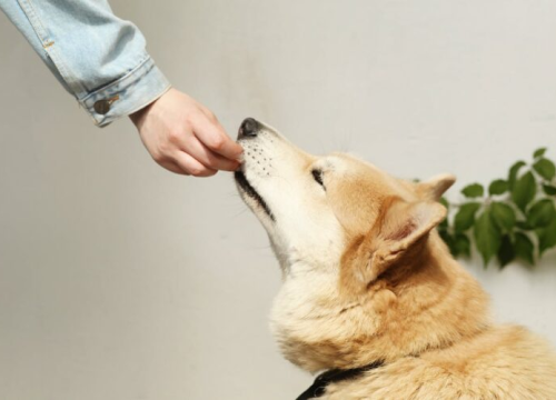 U Americi pas pucao na vlasnika