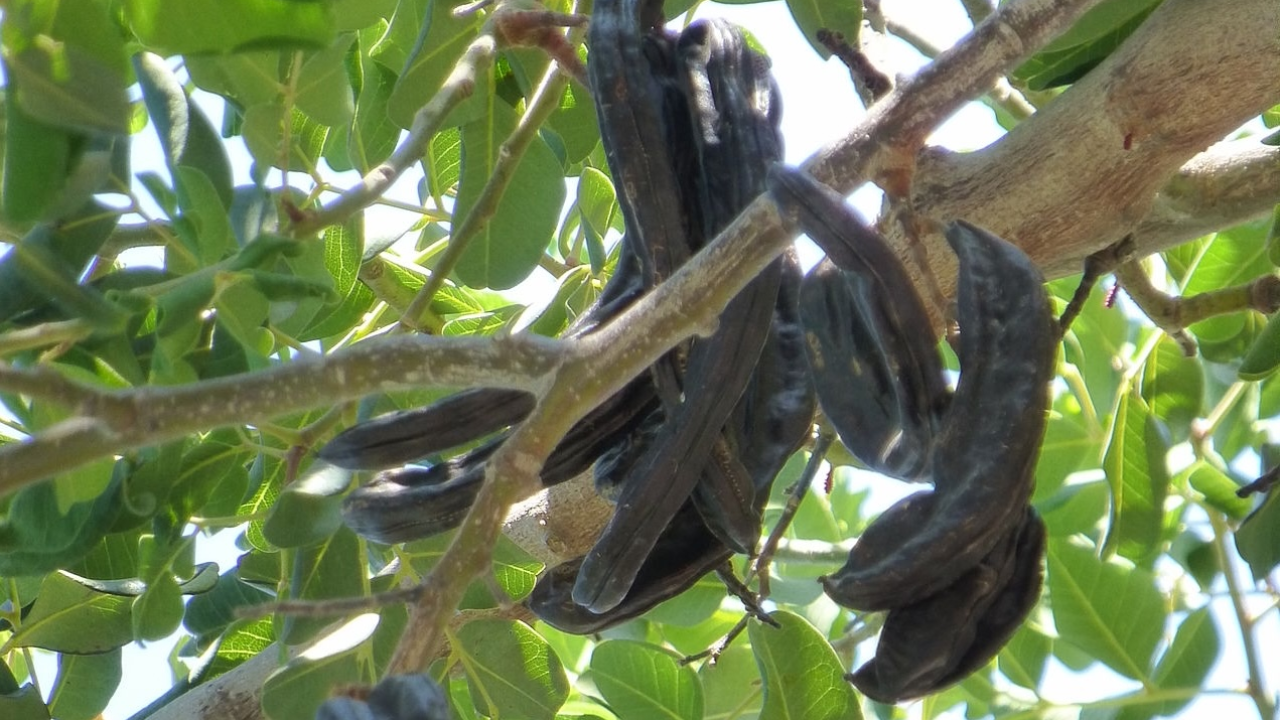 Učenici kroz zadrugu oživljavaju važnost rogača, na Vis je stigao već u 4. stoljeću