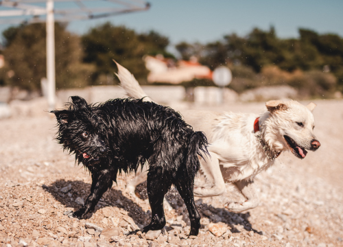 Kiše li i vaš dlakavac dok se igra? Ako da, evo šest mogućih razloga za što to radi