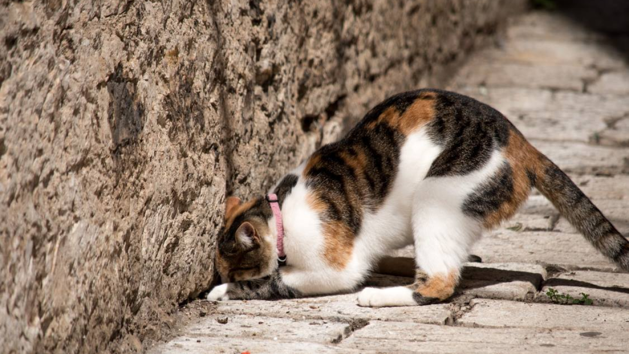 Rekordan broj pasmina na izložbama mačaka, dolazak najavio i  Baby Lasagna