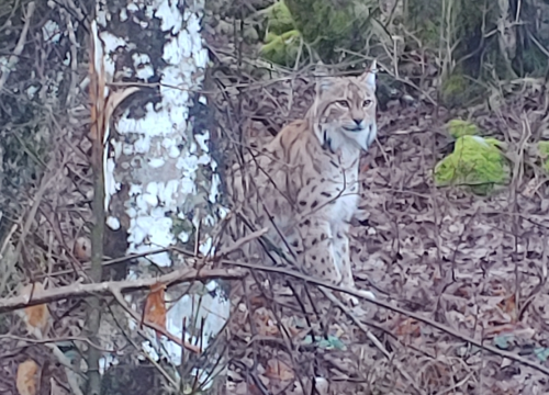 Ris jutros snimljen na Ćićariji: 'Bio je miran, nimalo prestrašen'
