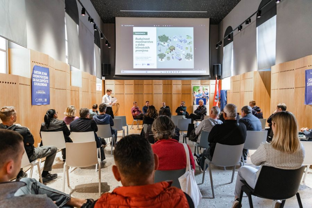 Maslinarstvo u Dalmaciji je i dalje većinom dodatna djelatnost, ali Skradin ima velikih potencijala