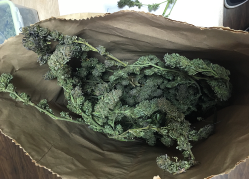 Kako je s ovim mislio prijeći granicu?! Kod muškarca pronađena veća količina marihuane