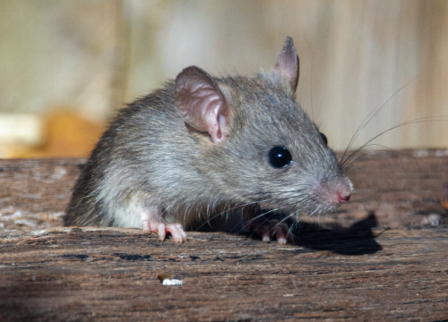 Od sutra proljetna deratizacija Općine Pirovac: Djeca i kućni ljubimci ne smiju dirati otrovne mamce