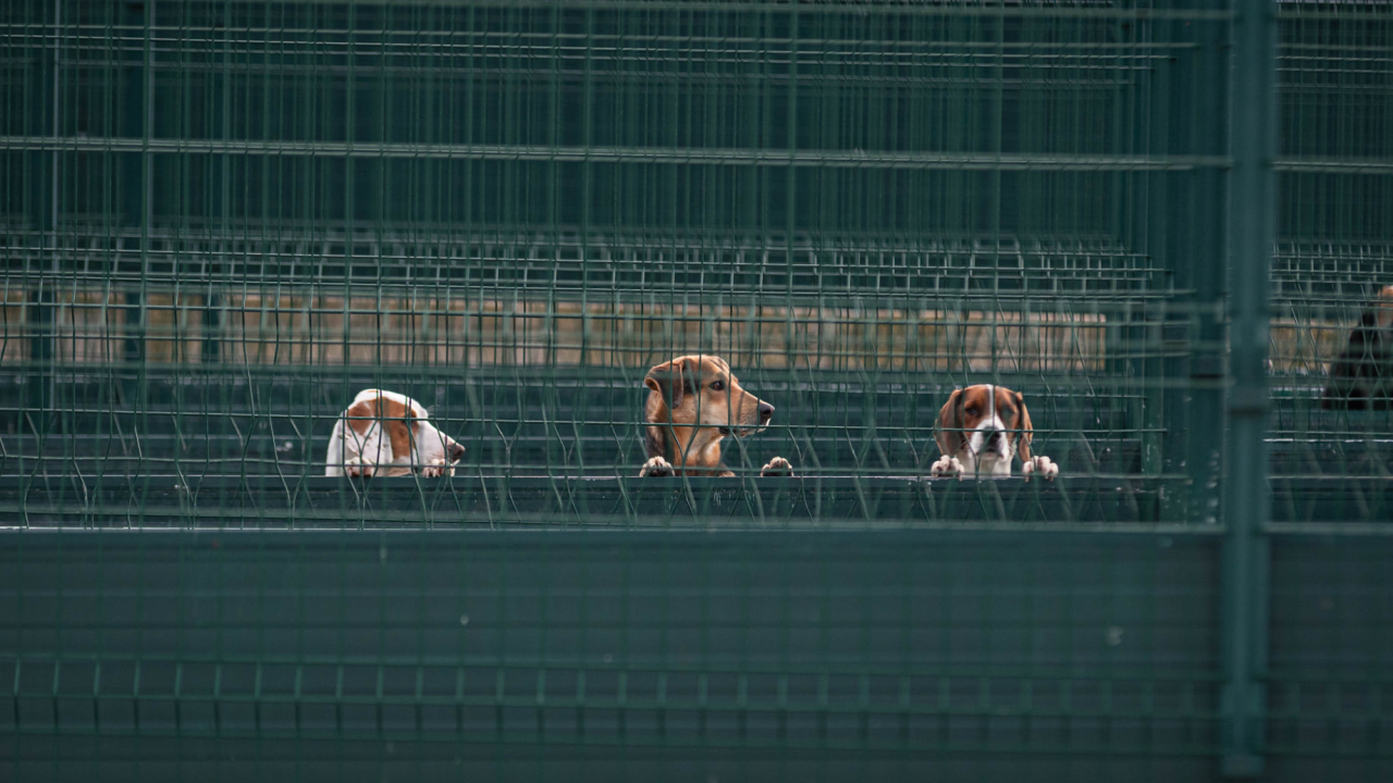 U Hrvatskoj se godišnje napusti 10 tisuća životinja