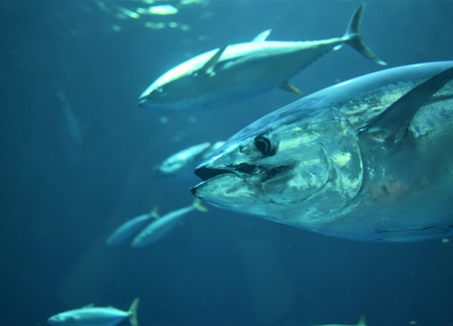 Objavljen je natječaj za plivarice tunolovke