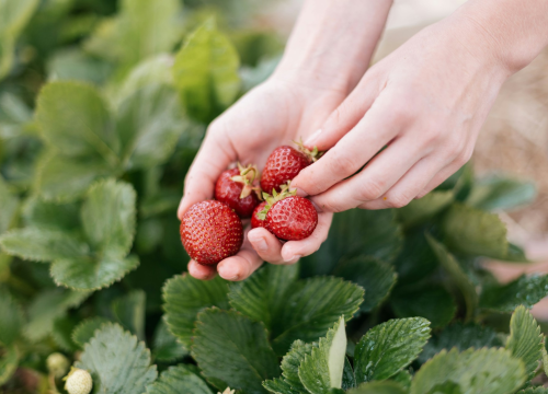 Stižu vrgoračke jagode, dva tjedna prije nego lani