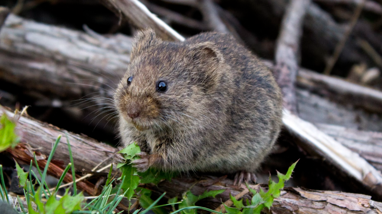 Od petka proljetna deratizacija grada Vodica