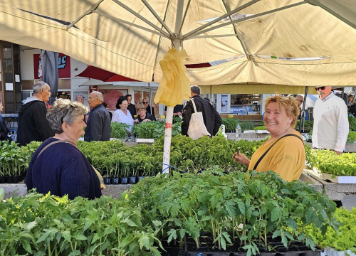 Fotografija 3 - Sadnice pomidora hit na šibenskoj pijaci: 'Svi se bacili u poljoprivredu, sade po balkonima'