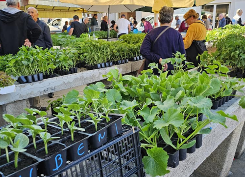 Fotografija 4 - Sadnice pomidora hit na šibenskoj pijaci: 'Svi se bacili u poljoprivredu, sade po balkonima'