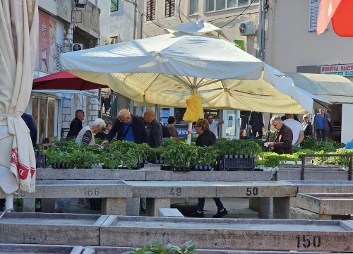 Fotografija 6 - Sadnice pomidora hit na šibenskoj pijaci: 'Svi se bacili u poljoprivredu, sade po balkonima'