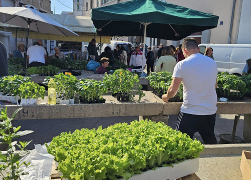 Fotografija 9 - Sadnice pomidora hit na šibenskoj pijaci: 'Svi se bacili u poljoprivredu, sade po balkonima'