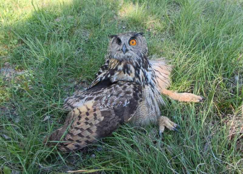 Fotografija 5 - Ranjena sova ušara pronađena u Vukšiću