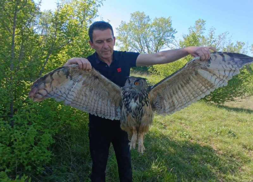 Fotografija 4 - Ranjena sova ušara pronađena u Vukšiću