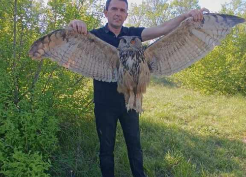 Fotografija 3 - Ranjena sova ušara pronađena u Vukšiću