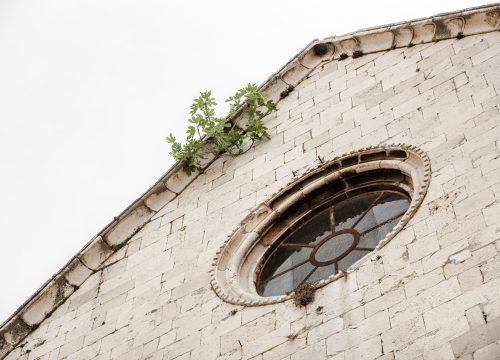 Ne da se smokva s vrha crkve sv. Frane u Šibeniku: Rezali su je, ali opet se vratila