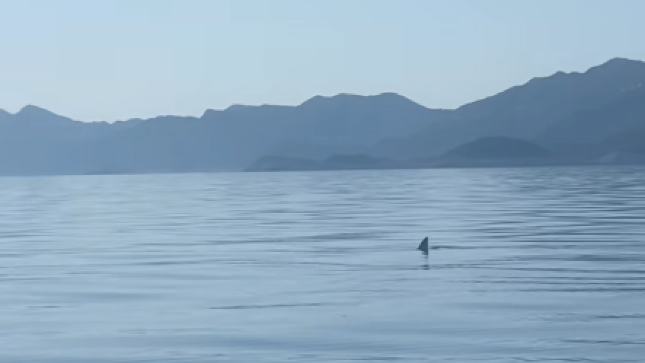 Peraja u moru kod Mljeta uplašila ribare! Stručnjak otkrio radi li se o velikoj bijeloj psini