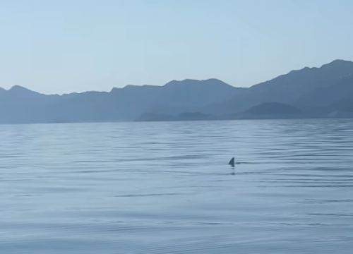 Peraja u moru kod Mljeta uplašila ribare! Stručnjak otkrio radi li se o velikoj bijeloj psini