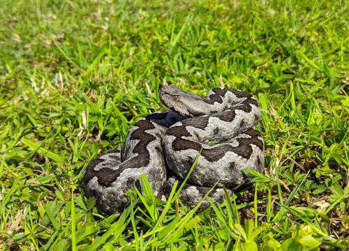 Ženu kod Vrgorca ugrizao poskok dok je čupala mladi luk