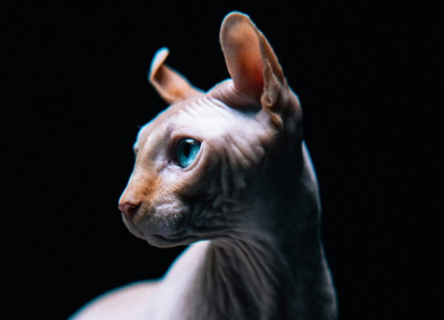 Ova pasmina mačaka živi najkraće