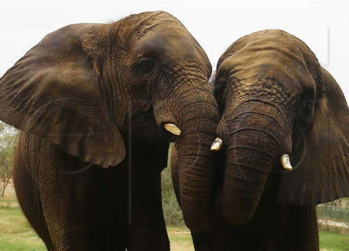 Za slonove, kao i za ljude, pozdravljanje je kompleksna stvar