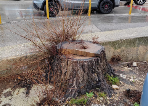 Izabran šibenski panj godine: 'Pobjednik je odlučen u (doslovno) mrtvoj trci'