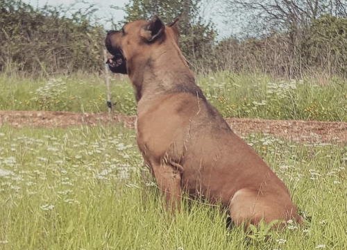 Fotografija 5 - Omiljeni bistro Kod Starog odlično je odredište i u ljetnim danima!