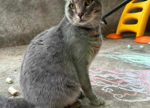 Fotografija 6 - Omiljeni bistro Kod Starog odlično je odredište i u ljetnim danima!