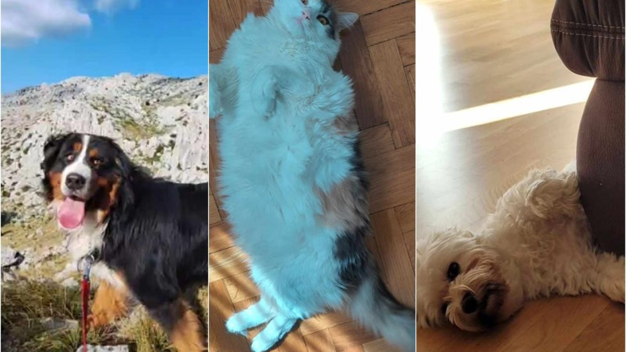 Provjerite tko su naj ljubimci 2024. godine!