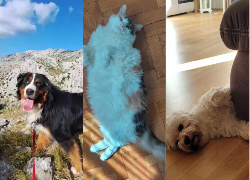 Provjerite tko su naj ljubimci 2024. godine!