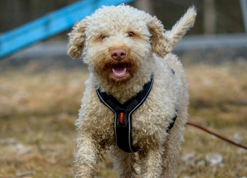 Provjerite: Pet jednostavnih testova otkriva koliko je pas pametan