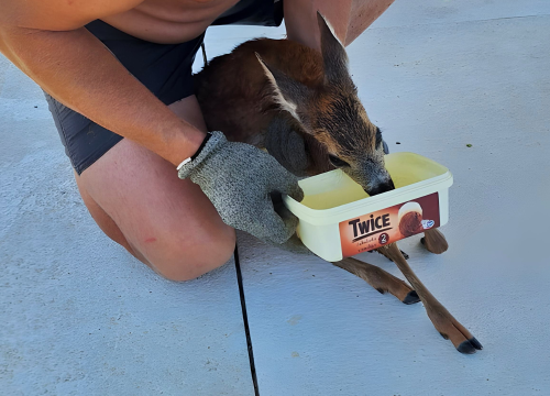 Mladunče srne iz kanala je zbrinuto, pije, jede i živjet će na sigurnom mjestu