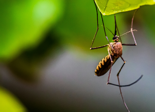 Na Prviću tretiranje komaraca