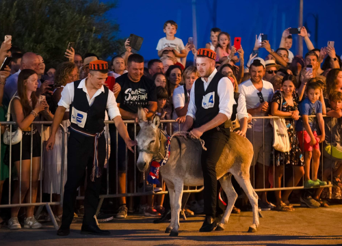 Prijatelji životinja traže ukidanje utrka tovara u Tribunju, Tisnom i drugim mjestima