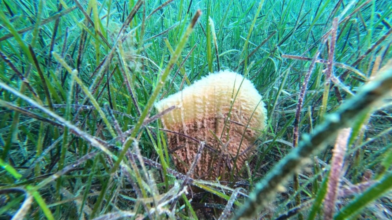 Kod Sutivana pronađena živa plemenita Periska, nazvali je Jasna