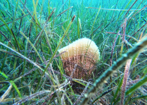 Kod Sutivana pronađena živa plemenita Periska, nazvali je Jasna