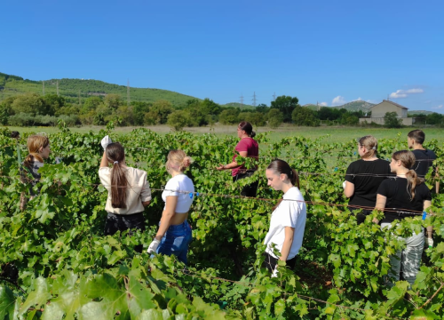 Šibenski učenici sudjelovali u berbi grožđa: 'Tko kaže da današnje generacije ne mogu i ne žele?'