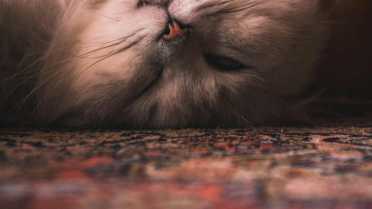 Tri pasmine mačaka koje su idealne za umirovljenike