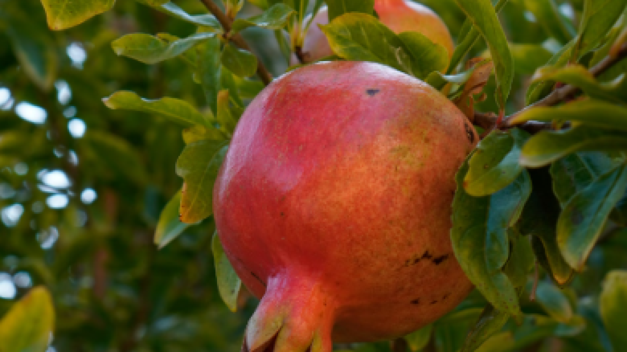 Nar i šipak nisu ista kultura, evo u čemu se razlikuju