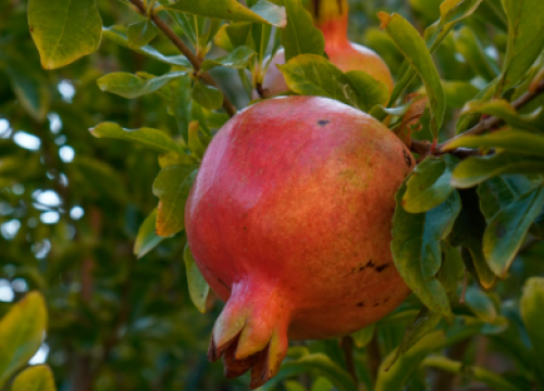 Nar i šipak nisu ista kultura, evo u čemu se razlikuju