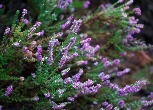 Uljepšajte svoj vrt: Tajna njege prekrasne biljke koja cvjeta do kasno u jesen