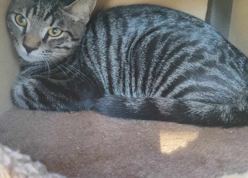 Fotografija 9 - Sve je krenulo s nekoliko ovaca, a danas obitelj Zelenika iz Knina ima pravo životinjsko carstvo