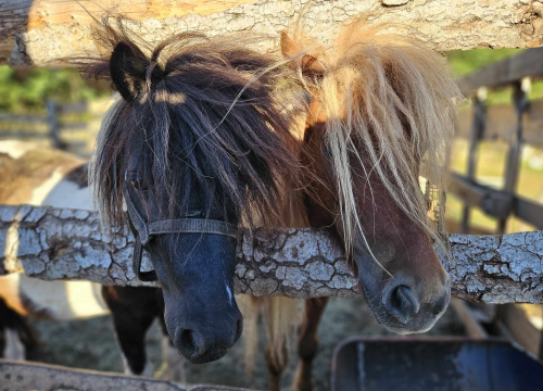 Fotografija 11 - Sve je krenulo s nekoliko ovaca, a danas obitelj Zelenika iz Knina ima pravo životinjsko carstvo