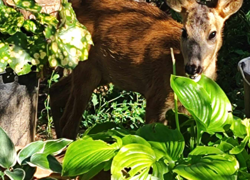 Fotografija 15 - Sve je krenulo s nekoliko ovaca, a danas obitelj Zelenika iz Knina ima pravo životinjsko carstvo
