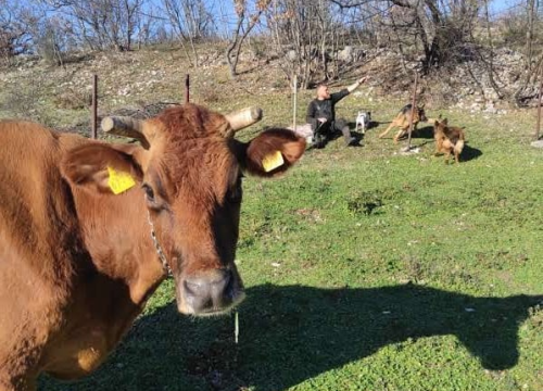 Fotografija 13 - Sve je krenulo s nekoliko ovaca, a danas obitelj Zelenika iz Knina ima pravo životinjsko carstvo