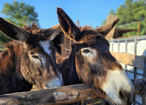Fotografija 14 - Sve je krenulo s nekoliko ovaca, a danas obitelj Zelenika iz Knina ima pravo životinjsko carstvo