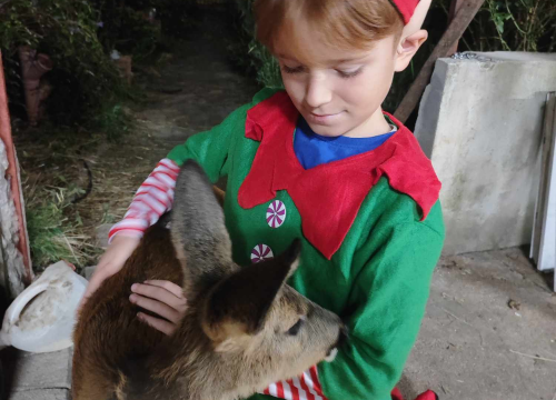 Fotografija 5 - Sve je krenulo s nekoliko ovaca, a danas obitelj Zelenika iz Knina ima pravo životinjsko carstvo